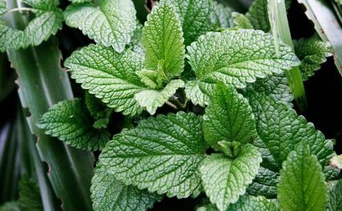 menta para los parásitos
